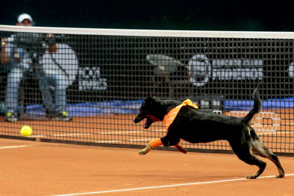 stray-dogs-tennis-ball-boys-brazil-open-tournament-8.jpg (46.69 Kb)