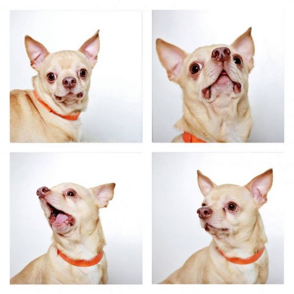 the-dogs-photo-booth_11.jpg (36. Kb)