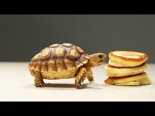 tiny-tortoises-tiny-pancakes.jpg (25.34 Kb)