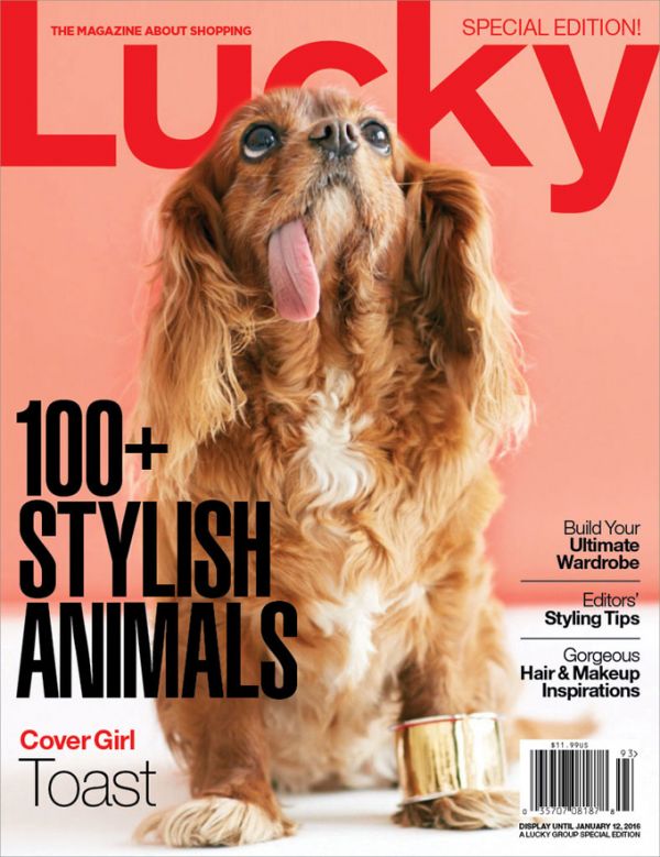 toast-dog-lucky-cover-2015.jpg (79. Kb)