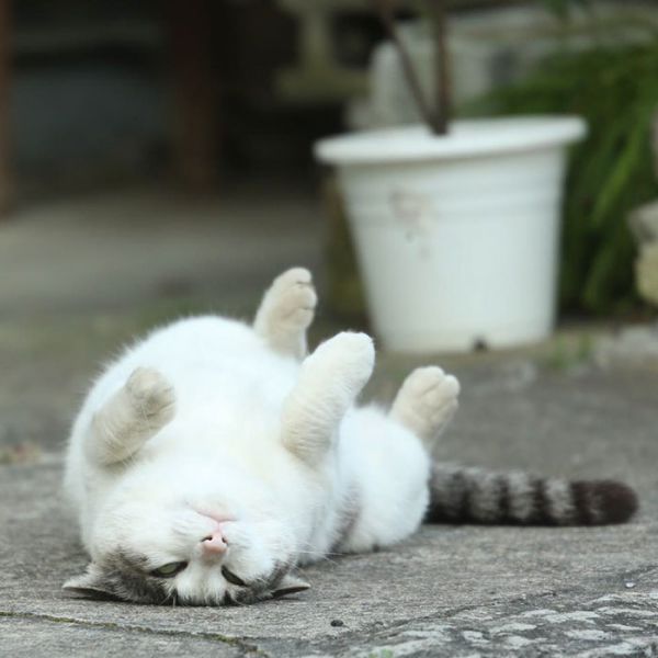 tokyo-stray-cat-photography-busanyan-masayuki-oki-japan-a14-616a1467b88__700.jpg (36.53 Kb)