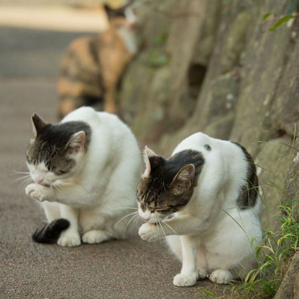tokyo-stray-cat-photography-busanyan-masayuki-oki-japan-a43-616a6c4b6d8__700.jpg (50.76 Kb)