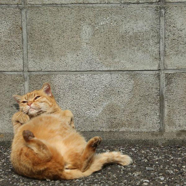 tokyo-stray-cat-photography-busanyan-masayuki-oki-japan-a-616bdc445e2__700.jpg (110.39 Kb)