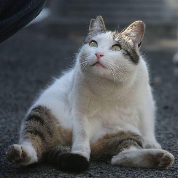 tokyo-stray-cat-photography-busanyan-masayuki-oki-japan-a5-6169f78b791__700.jpg (39.5 Kb)