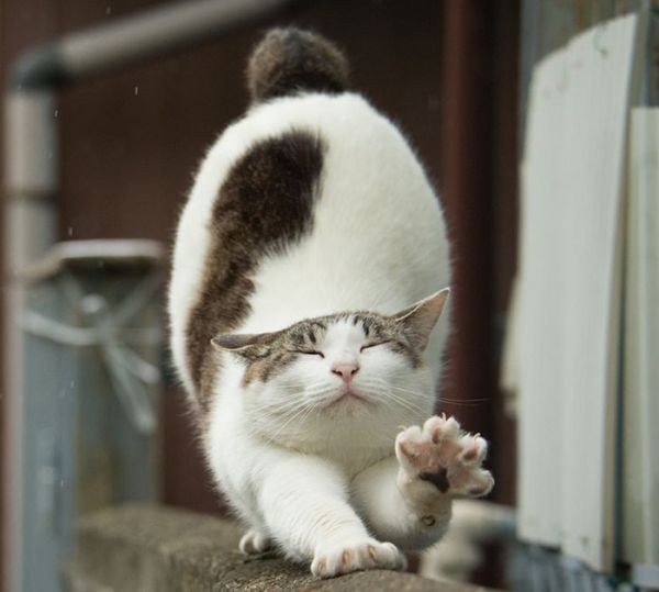 tokyo-stray-cat-photography-busanyan-masayuki-oki-japan-a50.jpg (34.28 Kb)