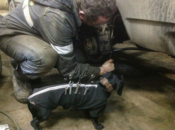 tool-dog-dachshund-suit-auto-mechanic-20.jpg (52.01 Kb)