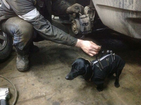 tool-dog-dachshund-suit-auto-mechanic-211.jpg (50.68 Kb)