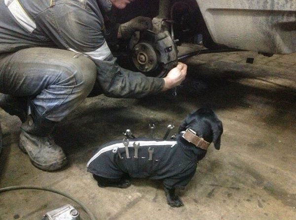 tool-dog-dachshund-suit-auto-mechanic-23.jpg (52.1 Kb)