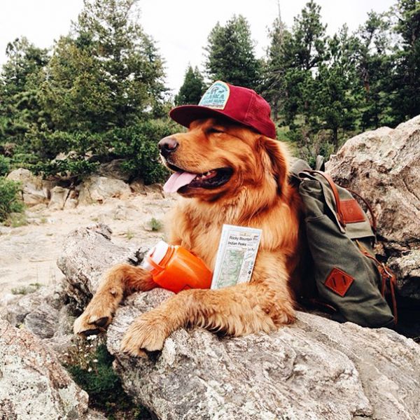 traveling-dog-aspen-the-mountain-pup-instagram-2.jpg (108.08 Kb)