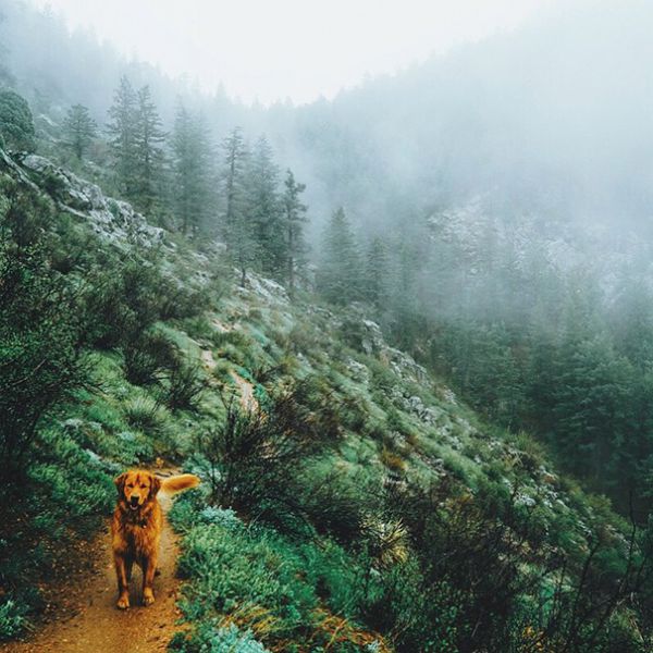 traveling-dog-aspen-the-mountain-pup-instagram-25.jpg (74.4 Kb)