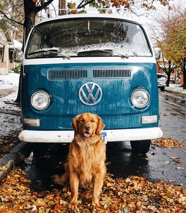traveling-dog-aspen-the-mountain-pup-instagram-39.jpg (124.77 Kb)
