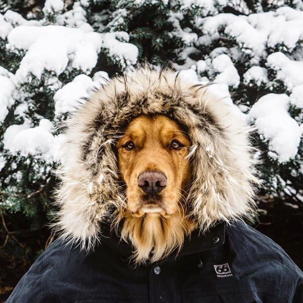 traveling-dog-aspen-the-mountain-pup-instagram-50.jpg (81.71 Kb)