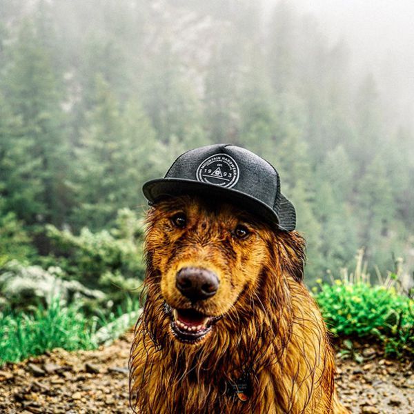 traveling-dog-aspen-the-mountain-pup-instagram-53.jpg (75.06 Kb)