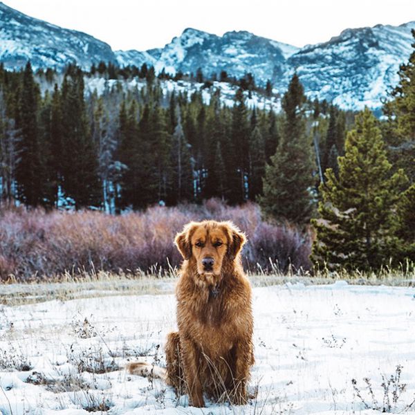 traveling-dog-aspen-the-mountain-pup-instagram-58.jpg (81.56 Kb)