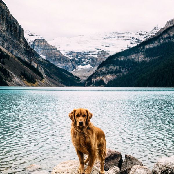 traveling-dog-aspen-the-mountain-pup-instagram-66.jpg (83.67 Kb)