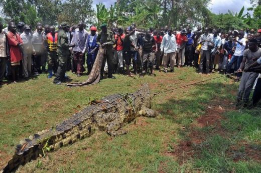 7277602-uganda-animals-crocodile.jpg (.18 Kb)