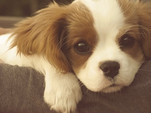 adorable-awwwwh-cute-dog-puppy-favim_com-298786.jpg (29.9 Kb)