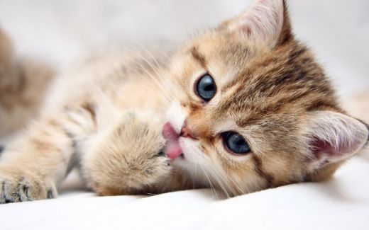 cats_animals_kittens_cat_kitten_cute_desktop_1680x1050_hd-wallpaper-753974.jpeg (24.34 Kb)