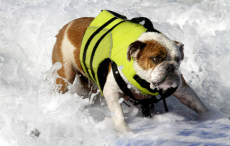 dogssurfing-1.jpg (31.41 Kb)