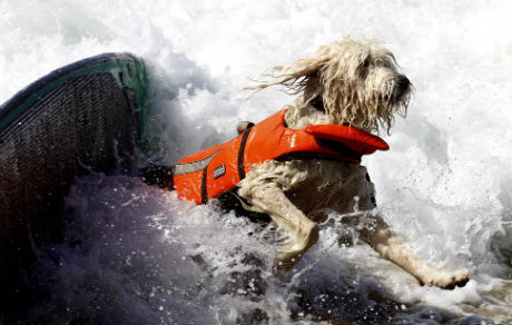 dogssurfing-2.jpg (33.68 Kb)