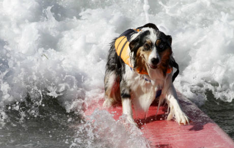 dogssurfing-6.jpg (32.82 Kb)