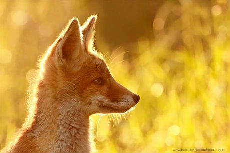 fox-1-800x533.jpg (26.27 Kb)