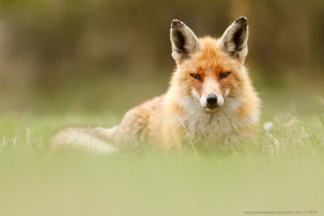 fox-2.jpg (18.81 Kb)