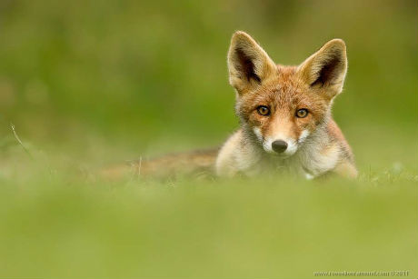 fox-6.jpg (17.56 Kb)