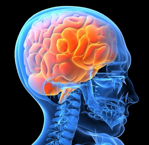 human-brain.jpg (42.76 Kb)