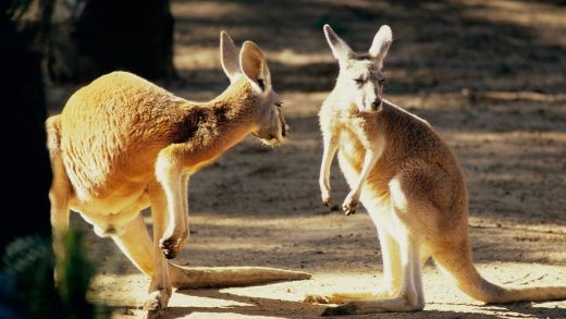 kangaroo-conversation-australia-wallpaper-for-1280x720-hdtv-720p-13-107.jpg (31.26 Kb)
