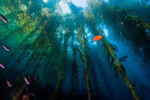 kelp-forest-diving-02.jpg (33.09 Kb)
