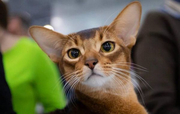 1110_6.jpg (28.44 Kb)