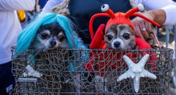 11_x900_ny-dogs-halloween_jpg_pagespeed_ic_gc9mimt87n.jpg (46.65 Kb)
