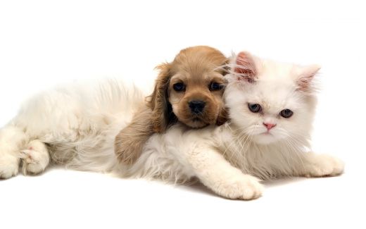 animals_cats_cat_and_dog_030580_.jpg (16.01 Kb)