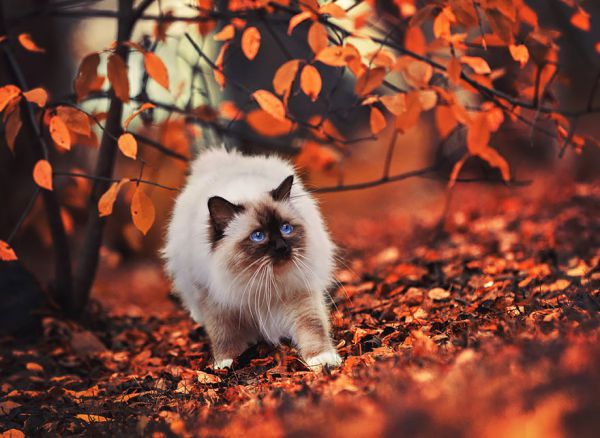 autumn-animals-20__880.jpg (55.36 Kb)