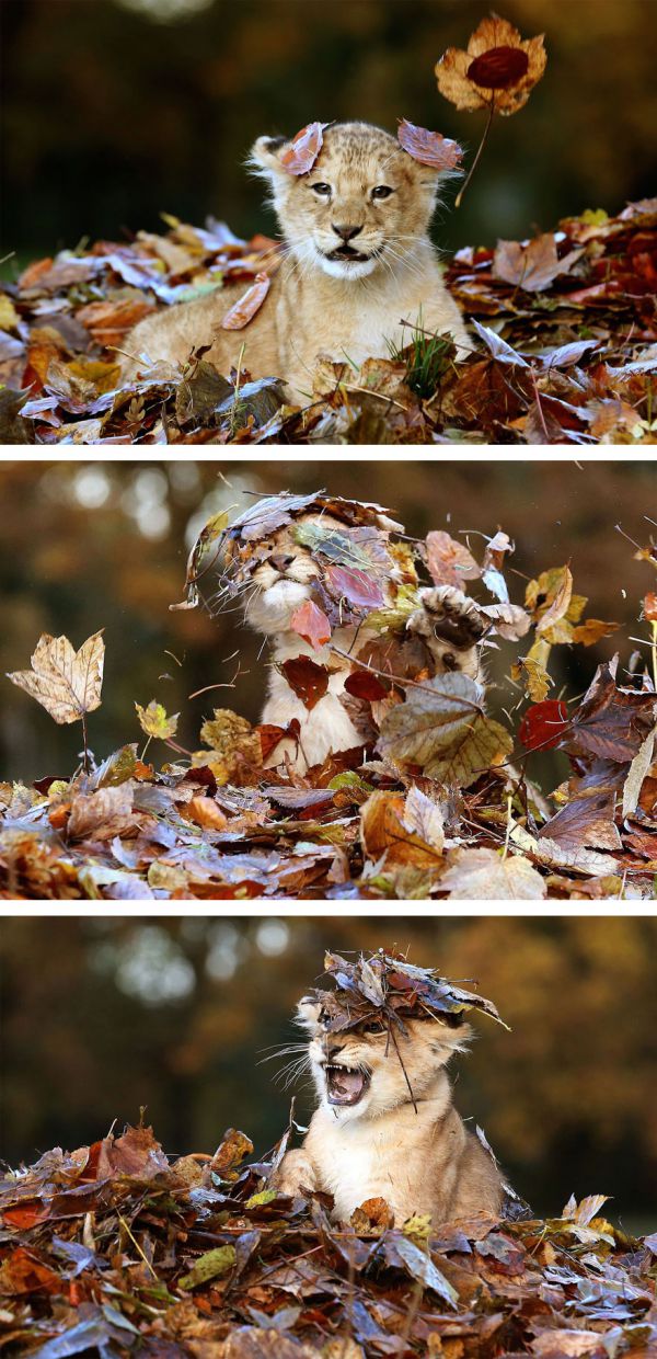 autumn-animals-2__880.jpg (164.87 Kb)