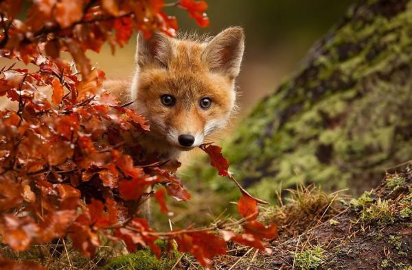 autumn-animals-3__880.jpg (56.46 Kb)