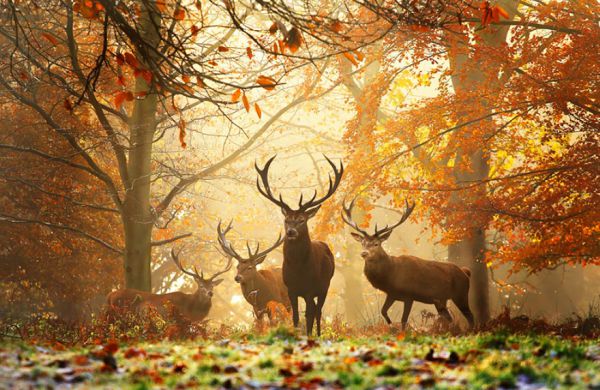 autumn-animals-5__880.jpg (72.19 Kb)