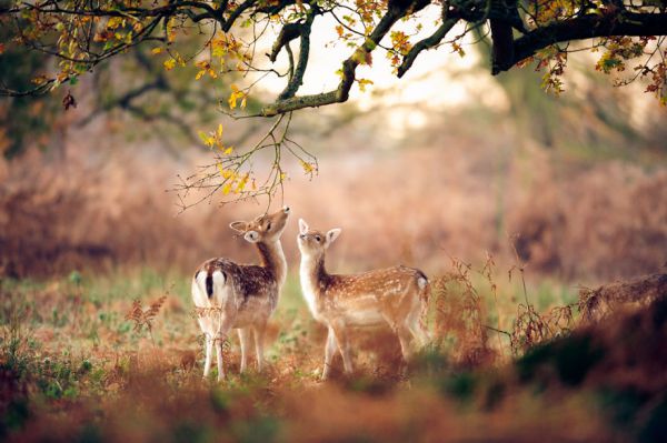 autumn-animals-7__880.jpg (47.22 Kb)