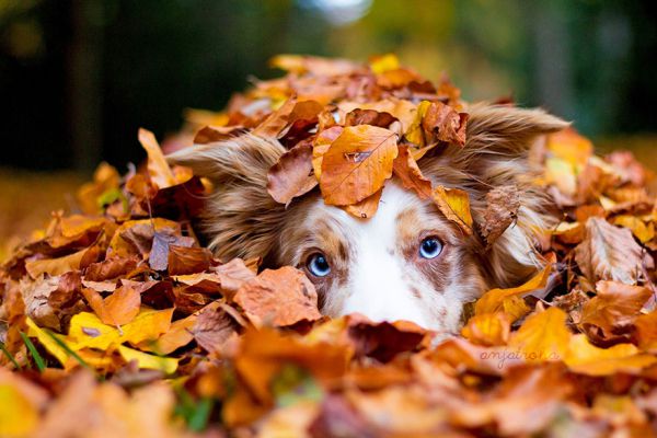 autumn-animals-photgraphy-107__880.jpg (.28 Kb)