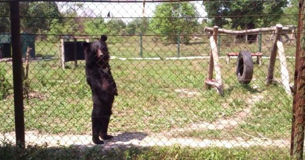 bear-walking-like-a-human-on-hind-legs.jpg (58.2 Kb)