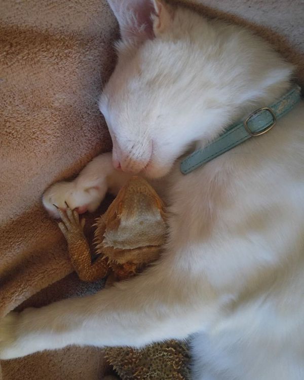 bearded-dragon-cat-friendship-sleep-together-charles-baby-12.jpg (59.19 Kb)