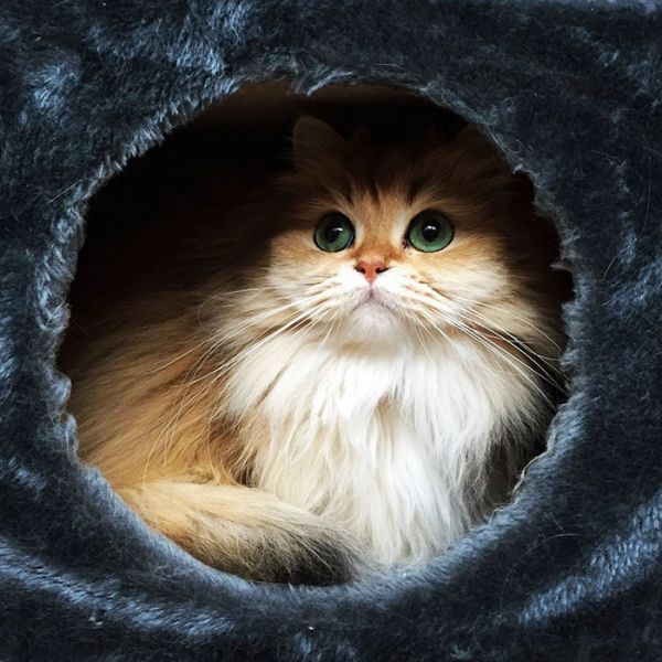 beautiful-fluffy-cat-british-longhair-11.jpg (66.64 Kb)