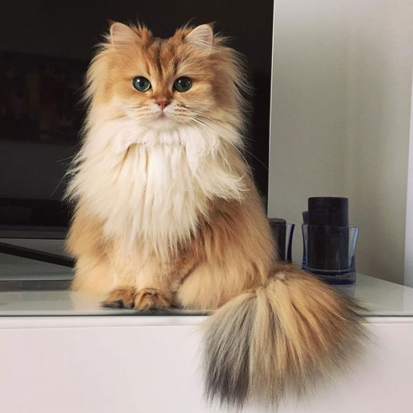 beautiful-fluffy-cat-british-longhair-22.jpg (41.63 Kb)