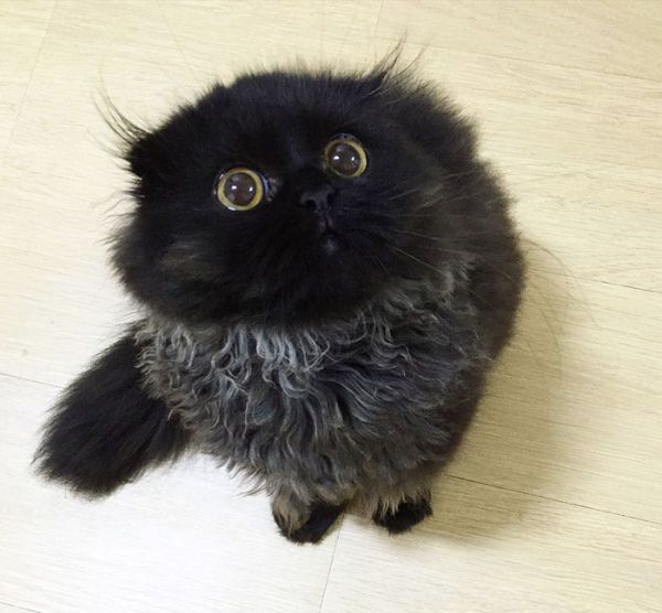big-cute-eyes-cat-black-scottish-fold-gimo-1room1cat-122.jpg (46.04 Kb)
