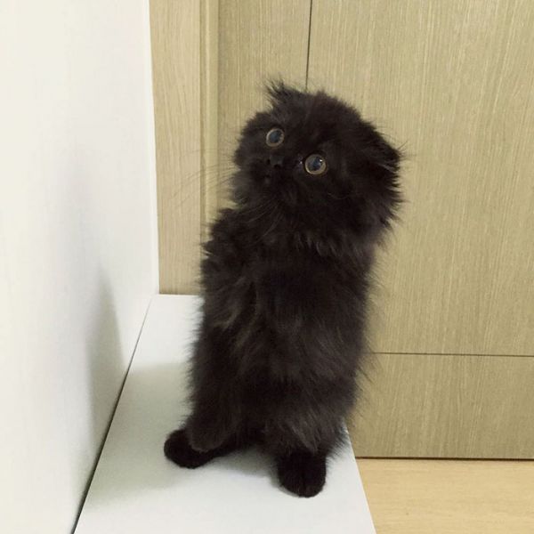 big-cute-eyes-cat-black-scottish-fold-gimo-1room1cat-211.jpg (35.58 Kb)