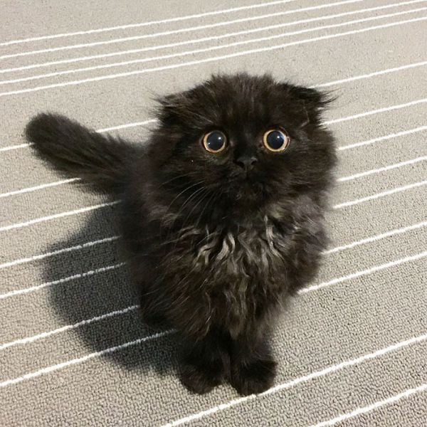 big-cute-eyes-cat-black-scottish-fold-gimo-1room1cat-271.jpg (82.86 Kb)