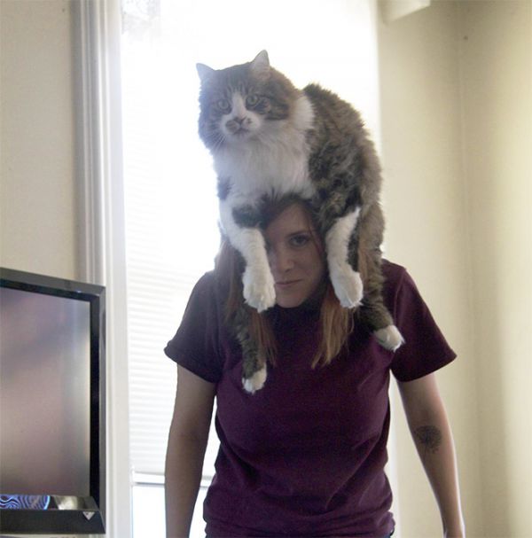 cat-hat13.jpg (36.39 Kb)