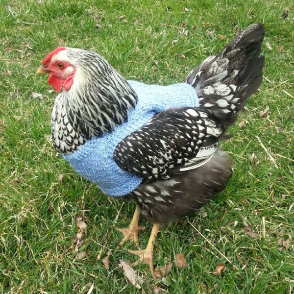 chicken-sweater12.jpg (125.18 Kb)