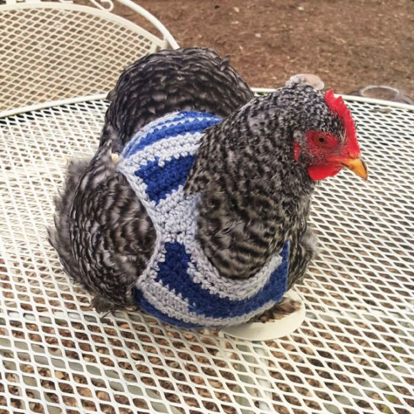 chicken-sweater6.jpg (104.31 Kb)